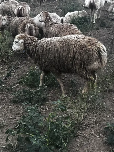 Toğlu — Heyvanlar, Quşlar, Balıqlar, Fizuli