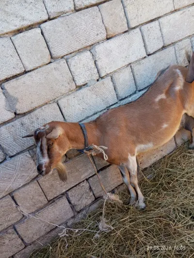 KEÇİ — Heyvanlar, Quşlar, Balıqlar, Xırdalan