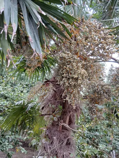 Palma ağacı — Dənlilər, Otlar Yemlər,  Bitkilər, Bakı