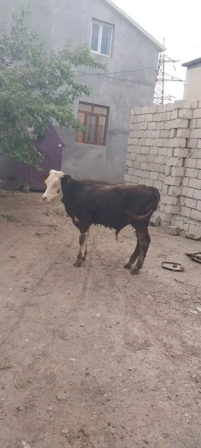 İnək — Heyvanlar, Quşlar, Balıqlar, Sumqayıt — şəkil 2