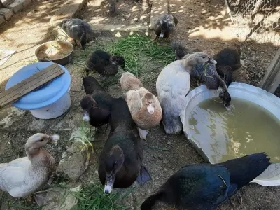 Ördək — Heyvanlar, Quşlar, Balıqlar, Bakı