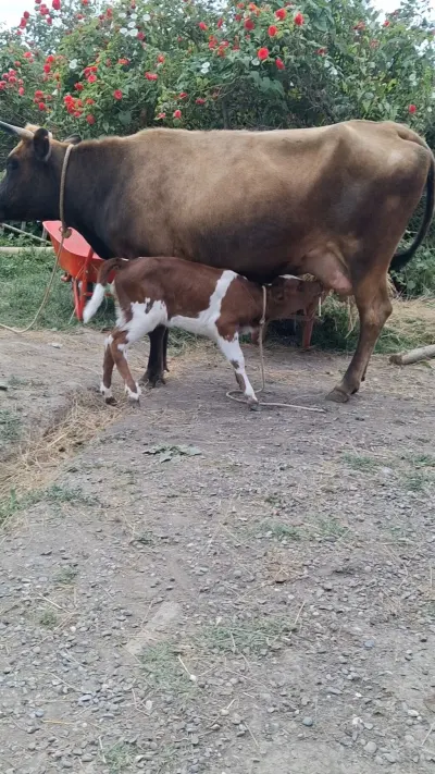 İnək — Heyvanlar, Quşlar, Balıqlar, Xaçmaz