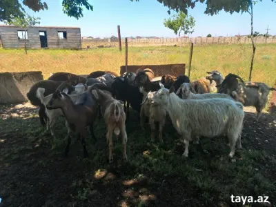 Keçi — Heyvanlar, Quşlar, Balıqlar, Bakı