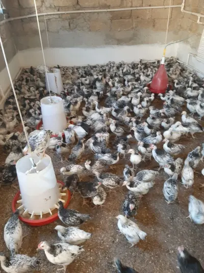 Cücə — Heyvanlar, Quşlar, Balıqlar, Bakı