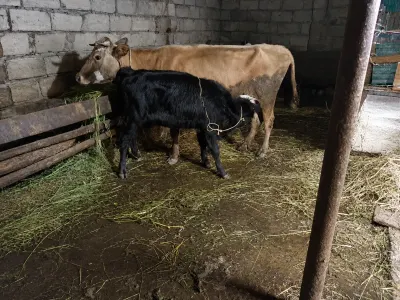 İnək — Heyvanlar, Quşlar, Balıqlar, Xaçmaz