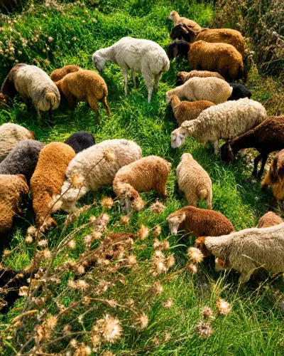 QUZU — Heyvanlar, Quşlar, Balıqlar, Bakı