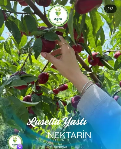 Bağ layihələndirmə xidməti — Kənd/Təs Xidmətləri, Göyçay — şəkil 2