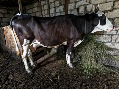 Balalı inək — Heyvanlar, Quşlar, Balıqlar, Quba