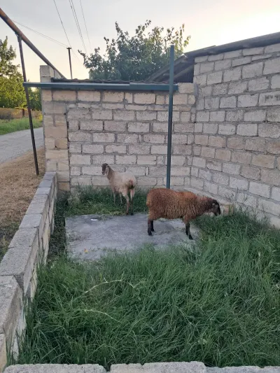 Qoyun — Heyvanlar, Quşlar, Balıqlar, Xaçmaz