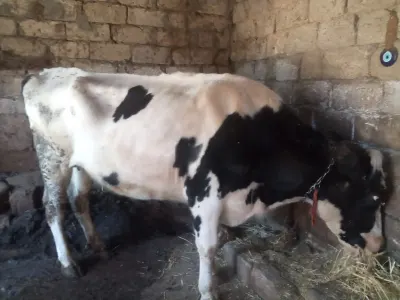 İnək — Heyvanlar, Quşlar, Balıqlar, Bakı