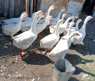 Qaz — Heyvanlar, Quşlar, Balıqlar, Bakı — şəkil 2