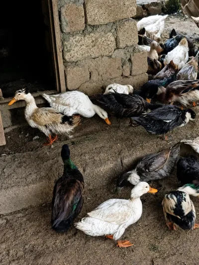 QAZ — Heyvanlar, Quşlar, Balıqlar, Quba
