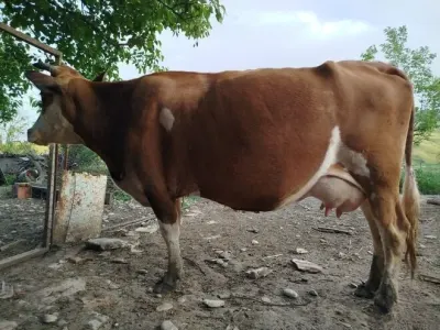 İnək — Heyvanlar, Quşlar, Balıqlar, Şamaxı