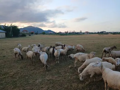 Qoyun — Heyvanlar, Quşlar, Balıqlar, Lənkəran — şəkil 2