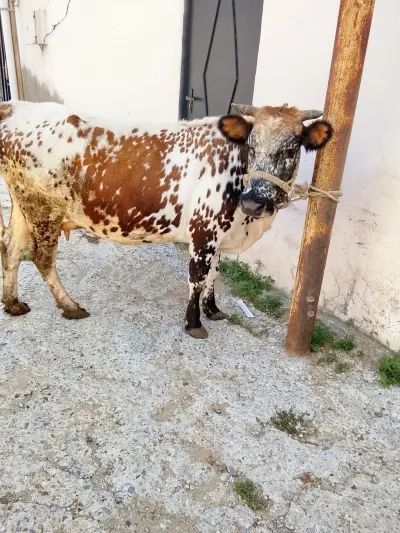 İnək — Heyvanlar, Quşlar, Balıqlar, Xırdalan