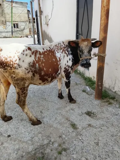 İnək — Heyvanlar, Quşlar, Balıqlar, Xırdalan — şəkil 2