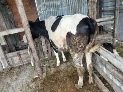 Düyə — Heyvanlar, Quşlar, Balıqlar, Xaçmaz