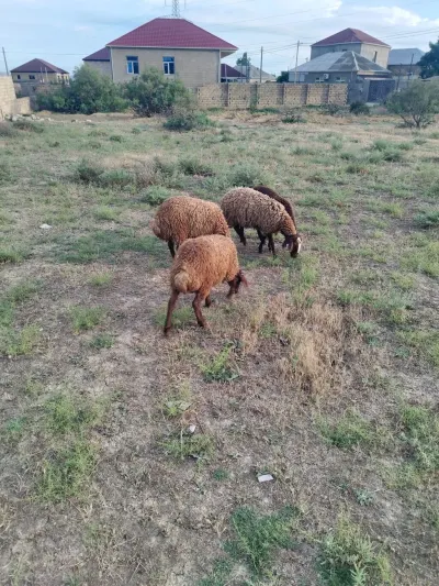 Quzu — Heyvanlar, Quşlar, Balıqlar, Xırdalan