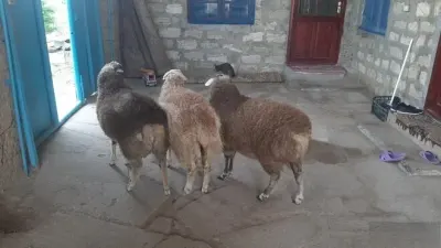 Qoyun — Heyvanlar, Quşlar, Balıqlar, Bakı