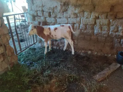 BUZOV — Heyvanlar, Quşlar, Balıqlar, Xaçmaz