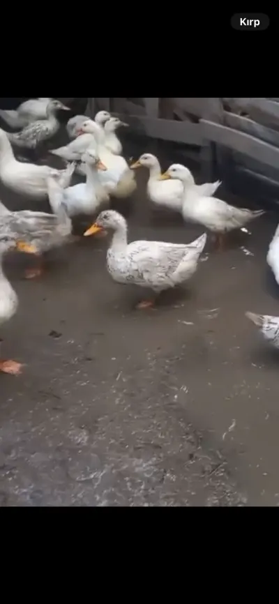 Ördək — Heyvanlar, Quşlar, Balıqlar, Ağcabədi
