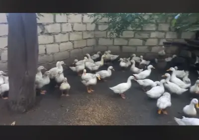 Ördək — Heyvanlar, Quşlar, Balıqlar, Ağcabədi — şəkil 2