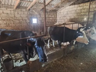 İnək — Heyvanlar, Quşlar, Balıqlar, Naxçıvan