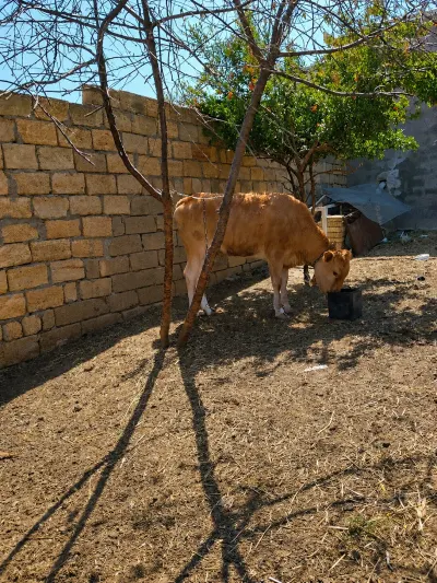 Dana — Heyvanlar, Quşlar, Balıqlar, Bakı