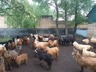 Keçi — Heyvanlar, Quşlar, Balıqlar, Qəbələ