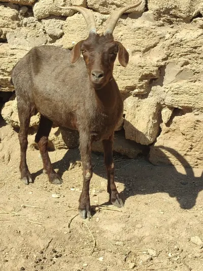 KEÇİ — Heyvanlar, Quşlar, Balıqlar, Bakı