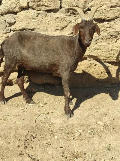 Keçi — Heyvanlar, Quşlar, Balıqlar, Bakı — şəkil 2