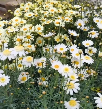 Gül — Dənlilər, Otlar Yemlər,  Bitkilər, Bakı