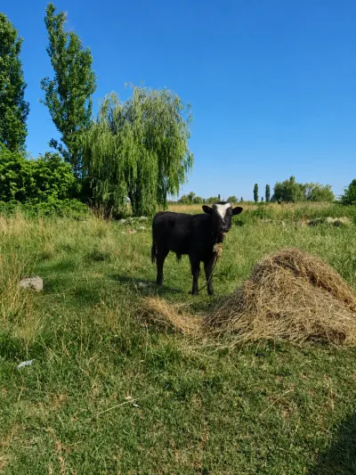 Cöngə — Heyvanlar, Quşlar, Balıqlar, Xaçmaz