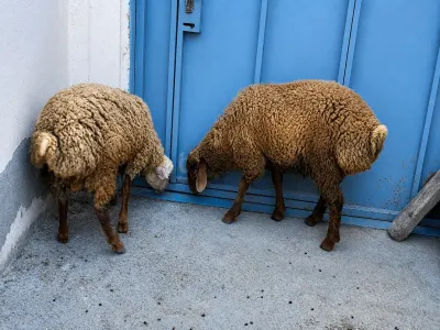 QUZU — Heyvanlar, Quşlar, Balıqlar, Bakı