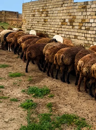 QUZU — Heyvanlar, Quşlar, Balıqlar, Bakı
