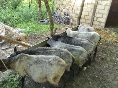 Qoyun — Heyvanlar, Quşlar, Balıqlar, Quba
