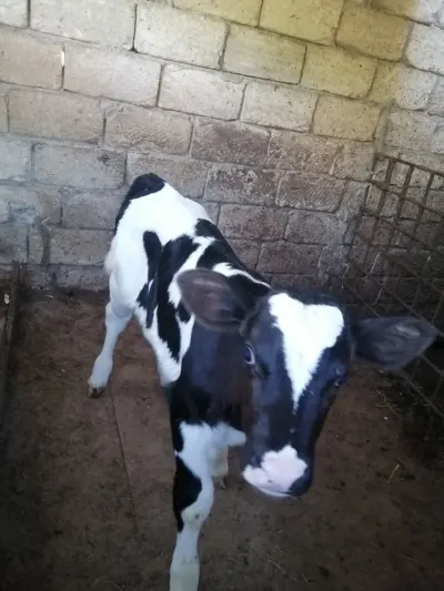 BUZOV — Heyvanlar, Quşlar, Balıqlar, Xırdalan