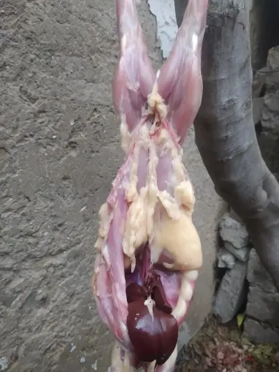 Dovşan — Heyvanlar, Quşlar, Balıqlar, Bakı — şəkil 2