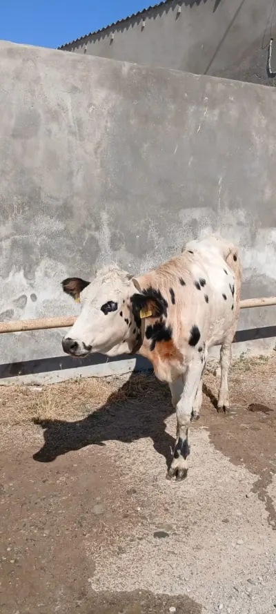 Dana — Heyvanlar, Quşlar, Balıqlar, Bakı — şəkil 2