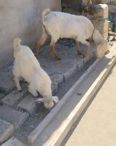 KEÇİ — Heyvanlar, Quşlar, Balıqlar, Xırdalan