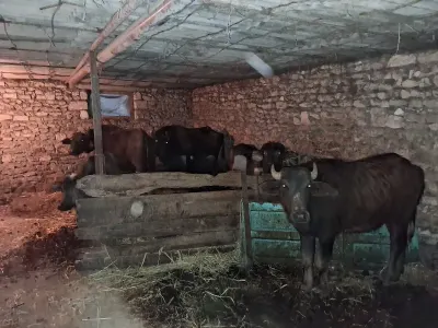 Camış — Heyvanlar, Quşlar, Balıqlar, Qazax