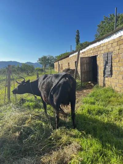 İnək — Heyvanlar, Quşlar, Balıqlar, Astara