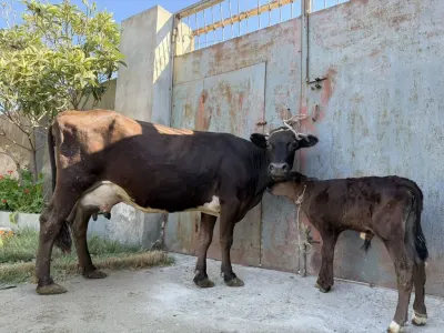 BALALI İNƏK — Heyvanlar, Quşlar, Balıqlar, Xırdalan