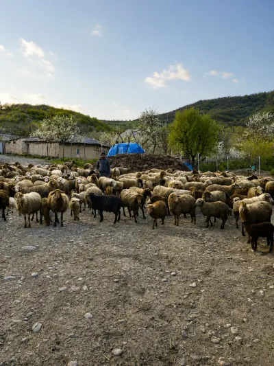 Qoyun — Heyvanlar, Quşlar, Balıqlar, Quba