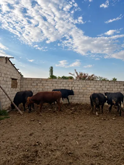 Dana — Heyvanlar, Quşlar, Balıqlar, Neftçala