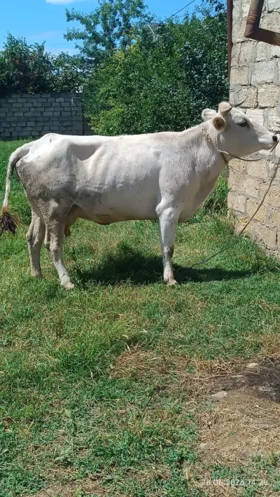 İNƏK — Heyvanlar, Quşlar, Balıqlar, Xırdalan