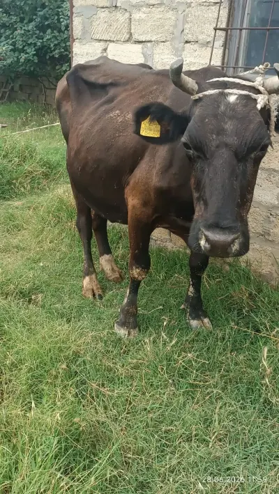 İnək — Heyvanlar, Quşlar, Balıqlar, Xırdalan — şəkil 3
