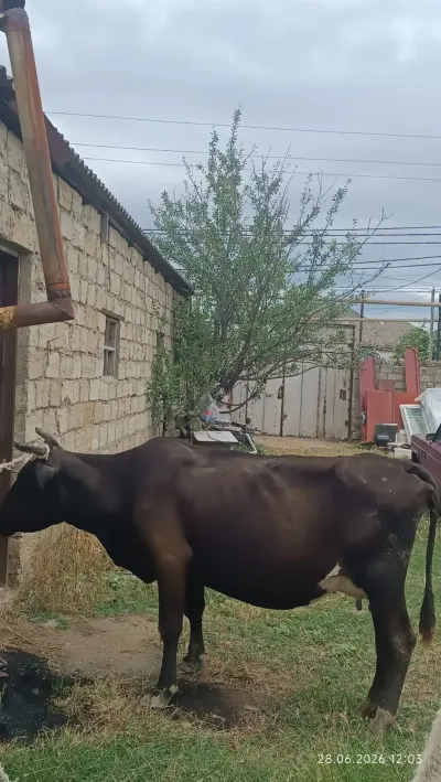 İnək — Heyvanlar, Quşlar, Balıqlar, Xırdalan — şəkil 4