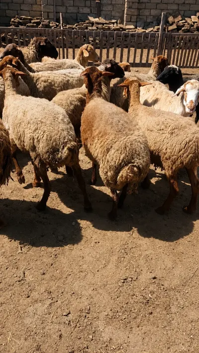 Qoyun — Heyvanlar, Quşlar, Balıqlar, Bakı