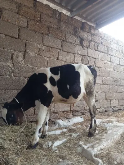 Dana — Heyvanlar, Quşlar, Balıqlar, Bakı